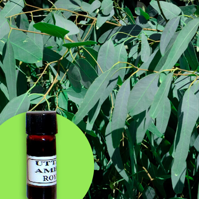 Eucalyptus Stageriana