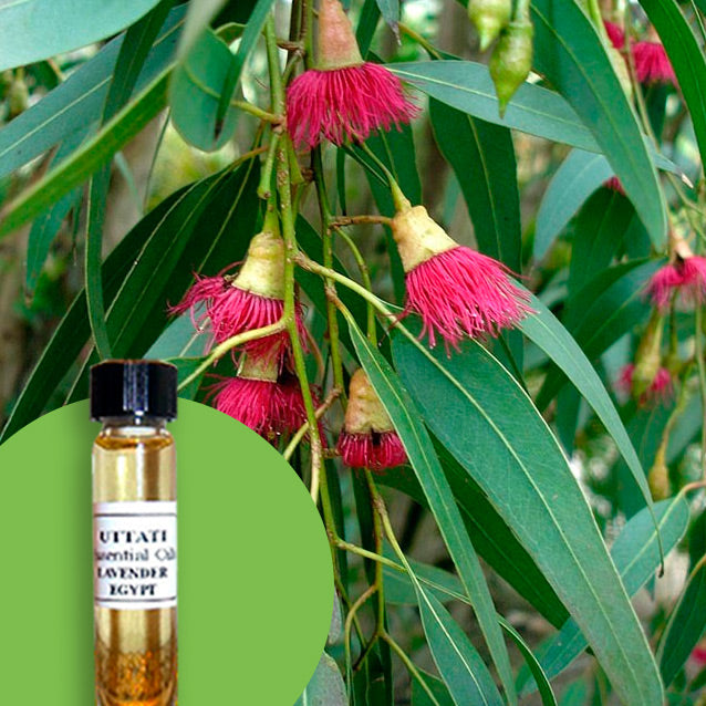 Eucalyptus Supreme