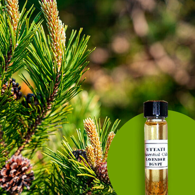Fir Balsam