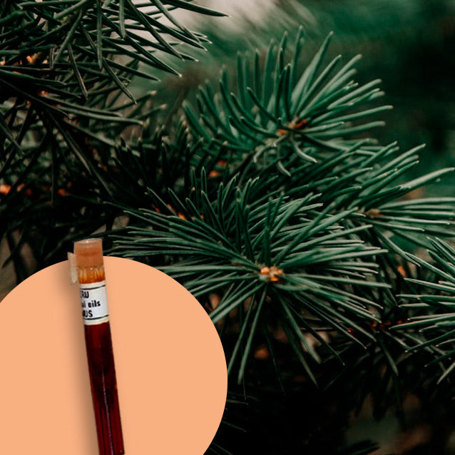 Fir Needle