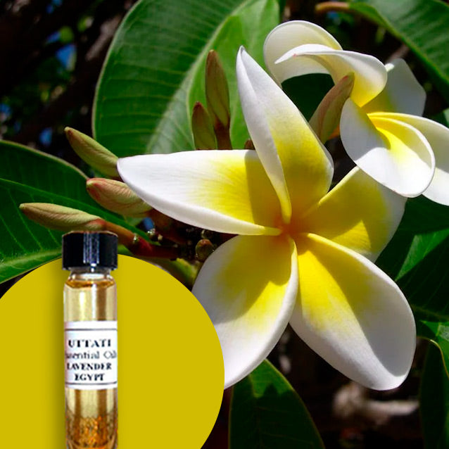 Frangipani