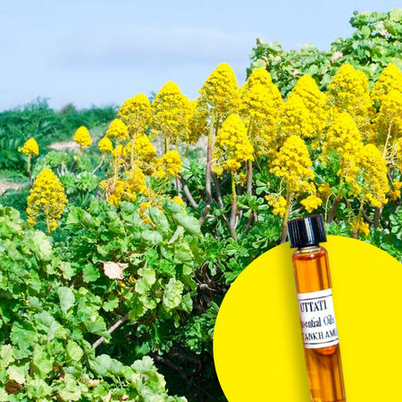 Galbanum