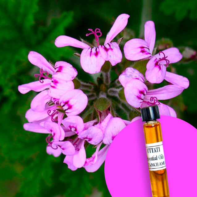 Geranium Abs