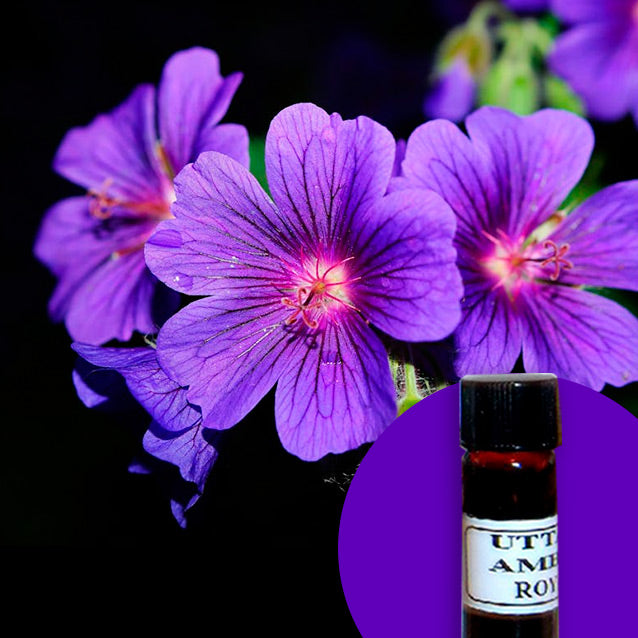 Geranium