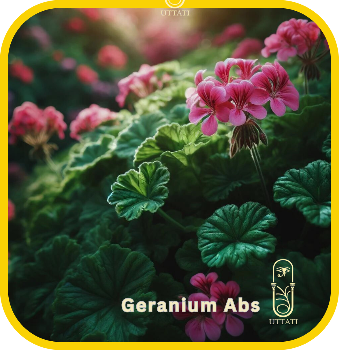 Geranium Abs