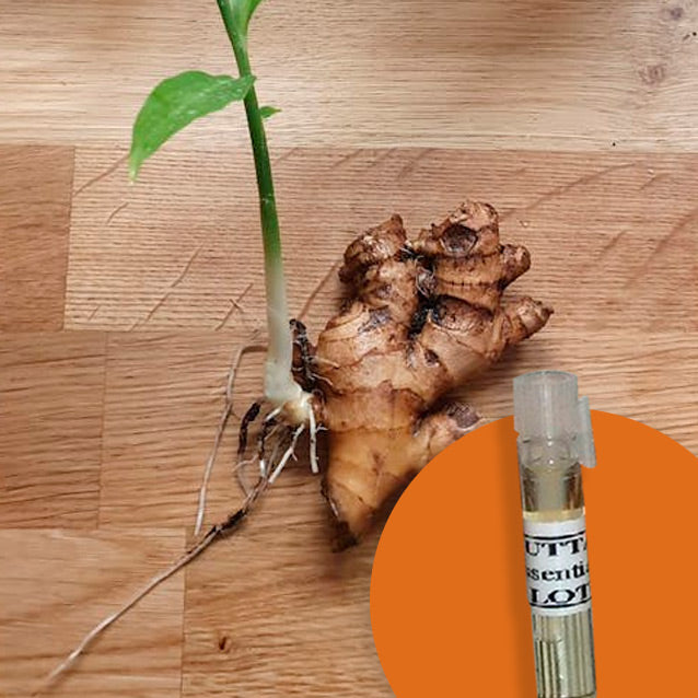 Ginger Root