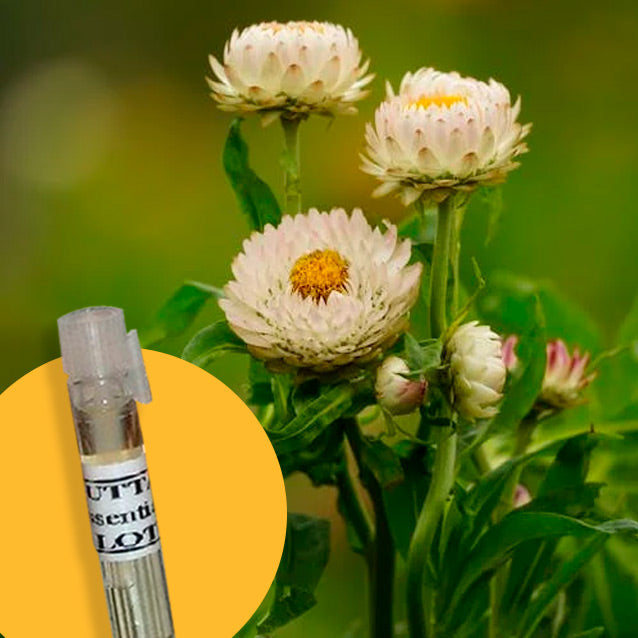 Helichrysum Gymnocephal