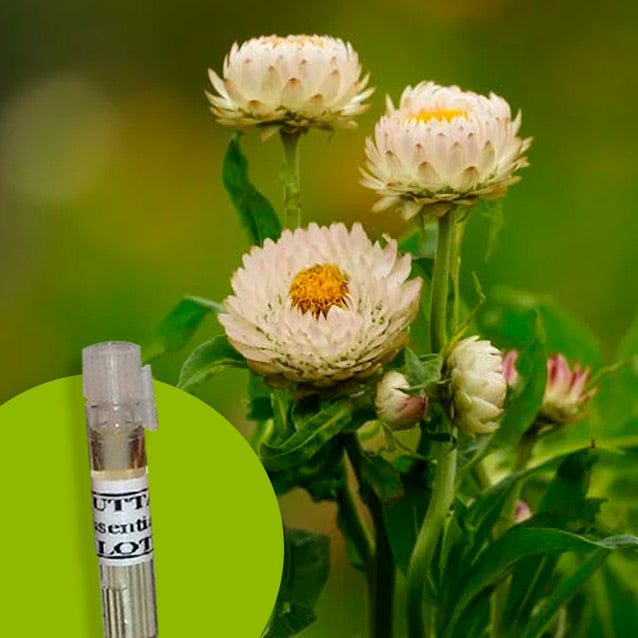 Helichrysum (Italicum)