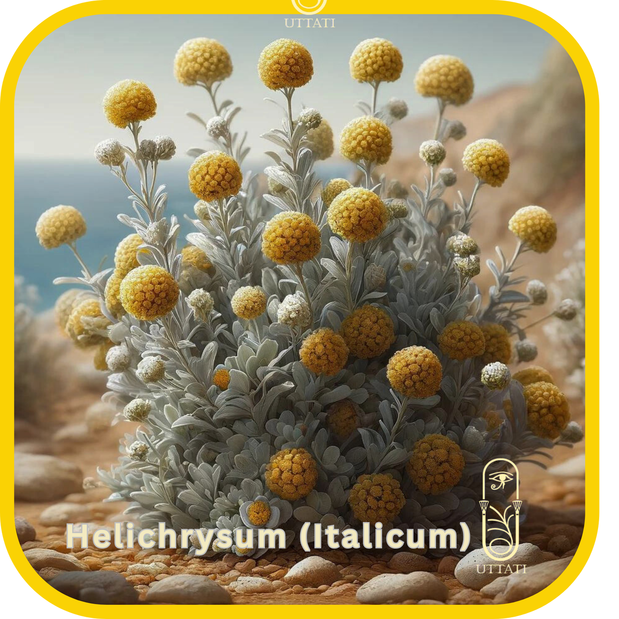 Helichrysum (Italicum)
