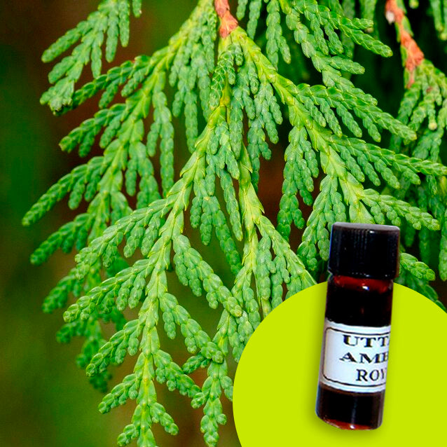 Hemlock