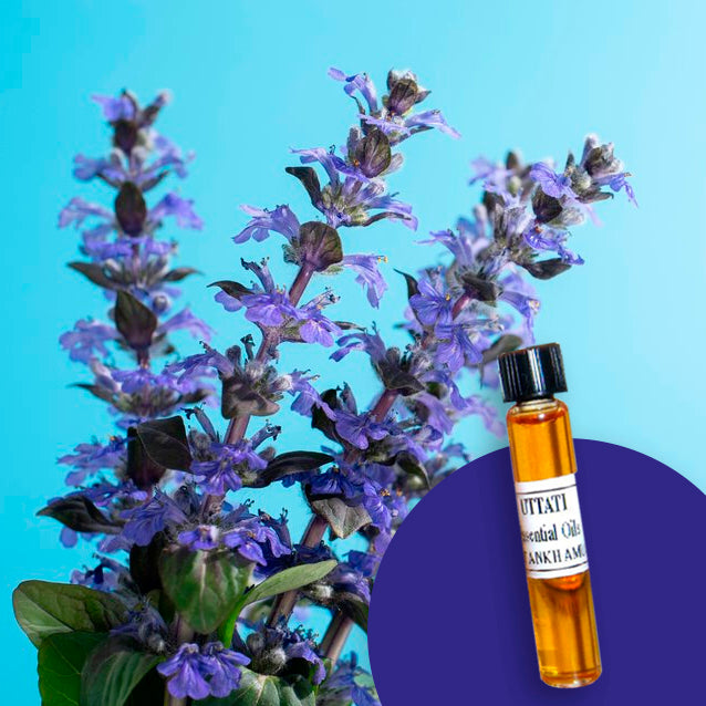 Hyssop