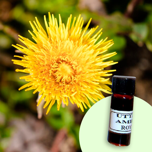 Inula