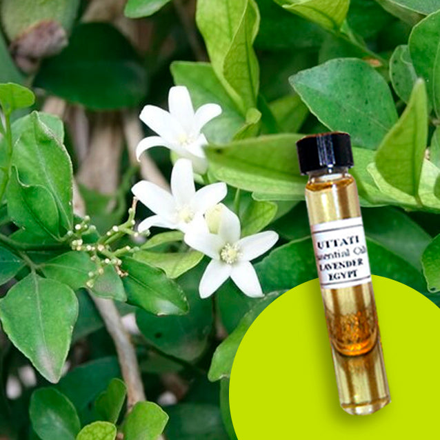Jasmine Grandiflorum