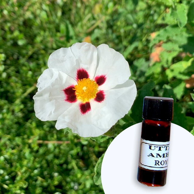 Labdanum
