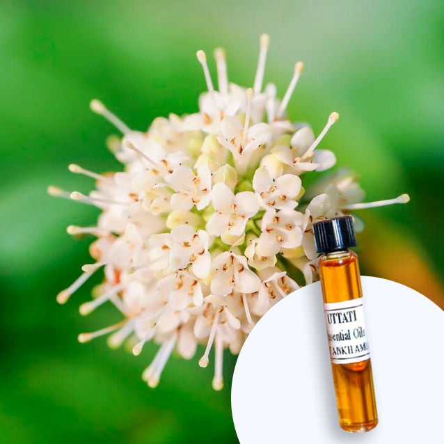 Labrador Tea