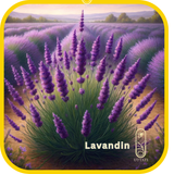 Lavandin
