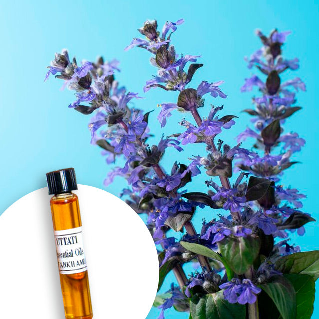 Lavandula Vera