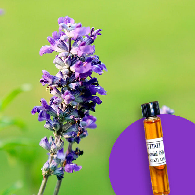 Lavender Stoechas