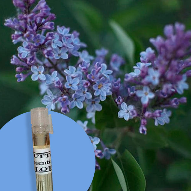 Lilac Flower
