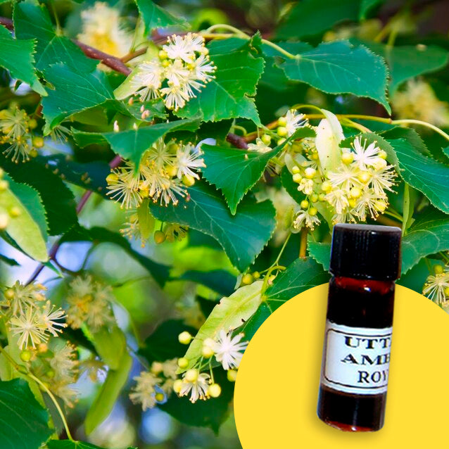 Linden Blossom