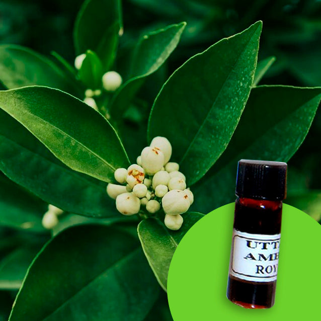 Litsea Cubeba