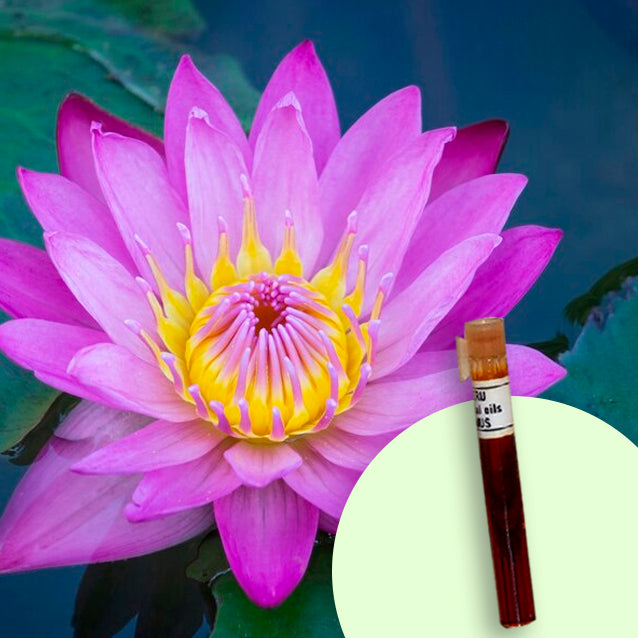 Lotus Pink
