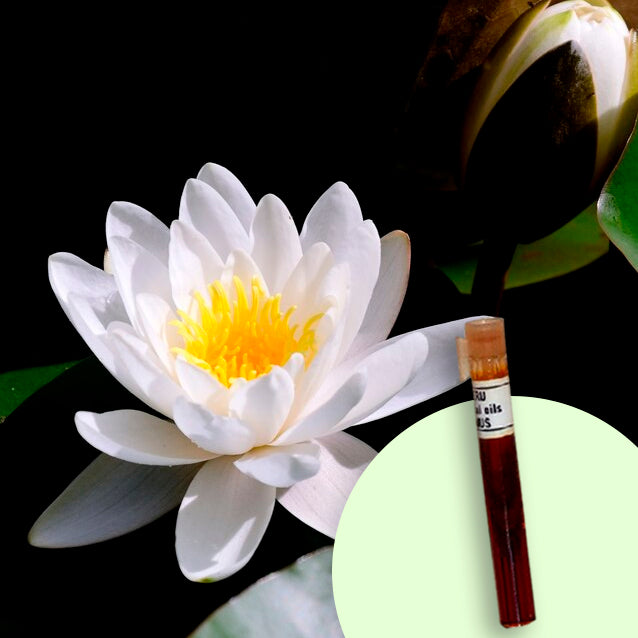 Lotus White Abs