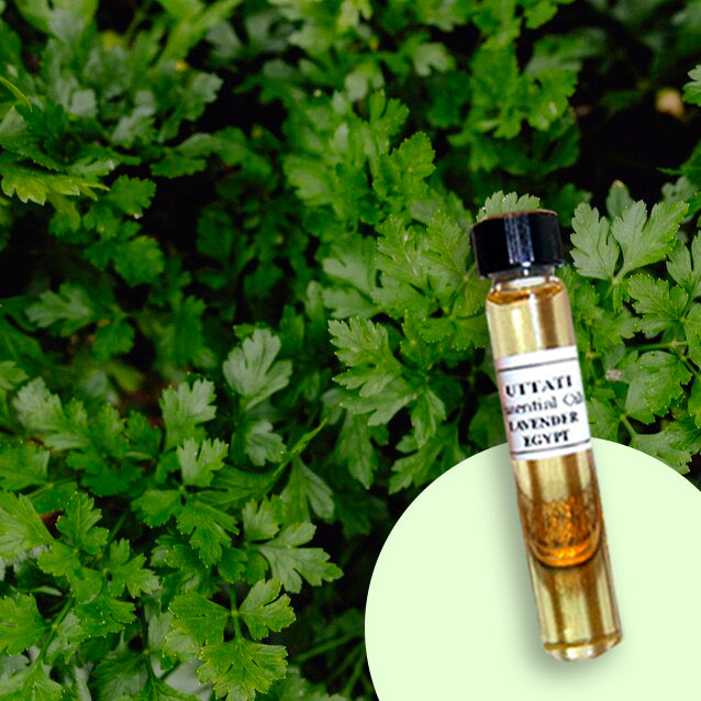 Lovage Leaf