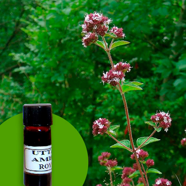 Marjoram Wild
