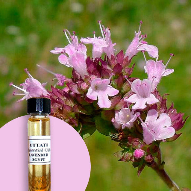 Marjoram