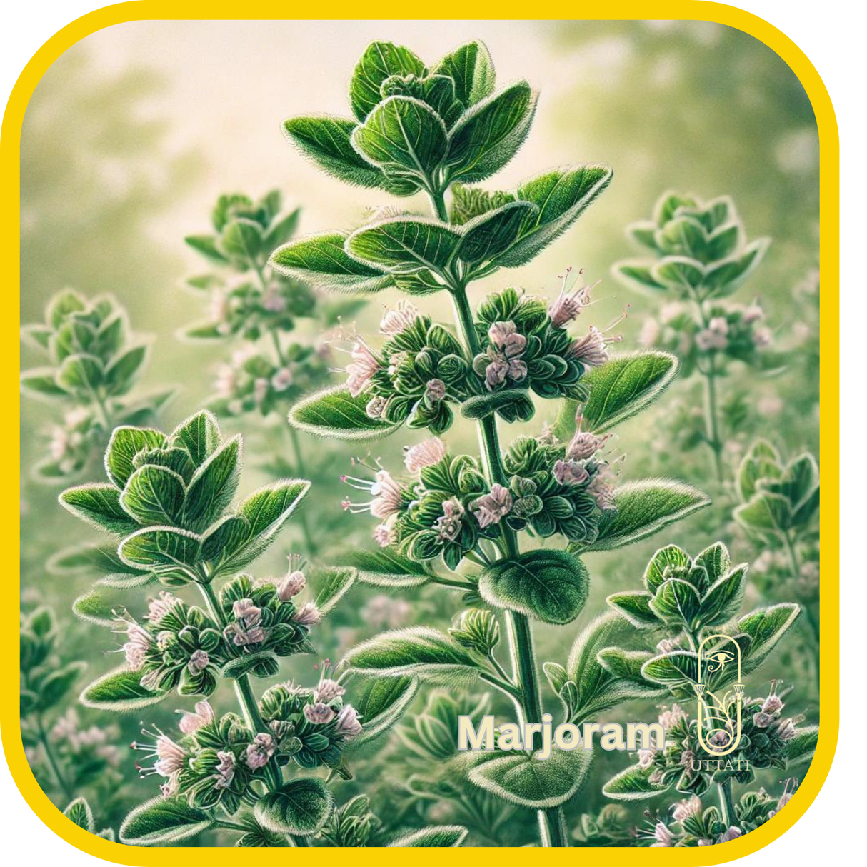 Marjoram
