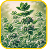 Marjoram