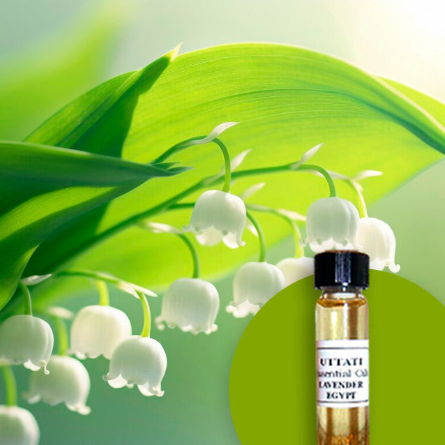 Muguet Abs