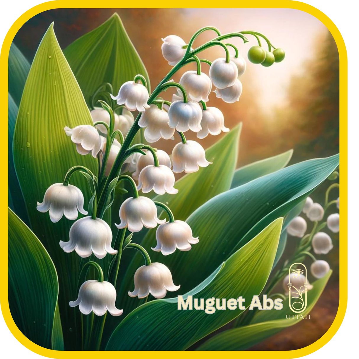 Muguet Abs
