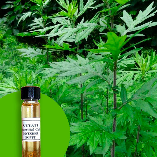 Mugwort