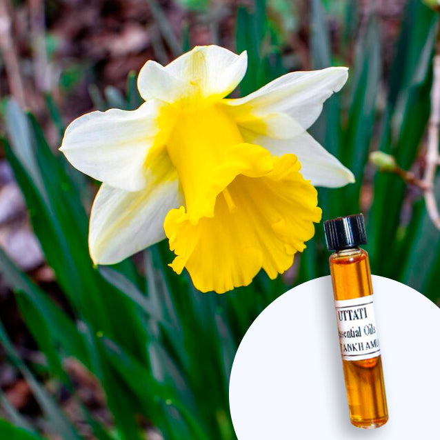 Narcissus