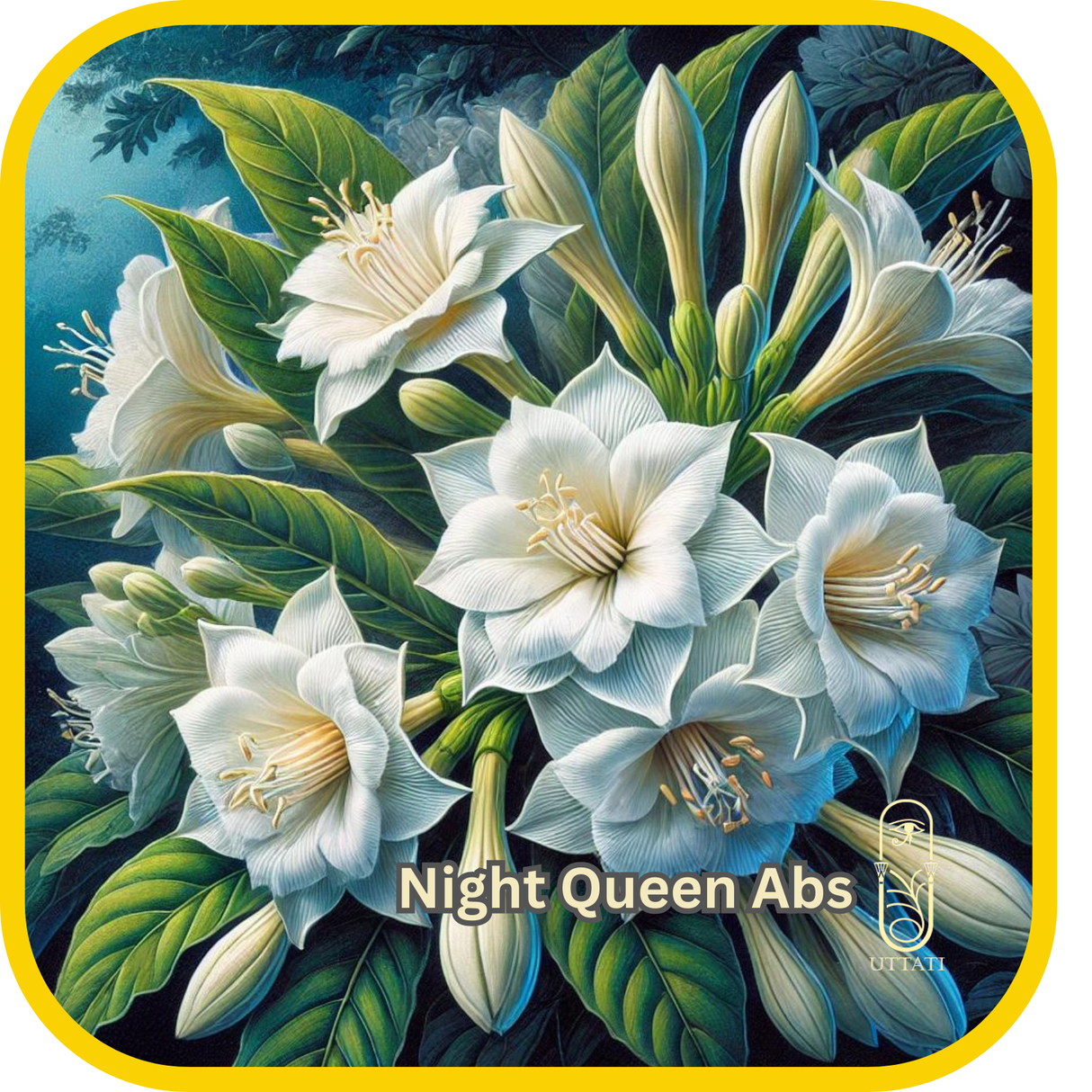 Night Queen Abs