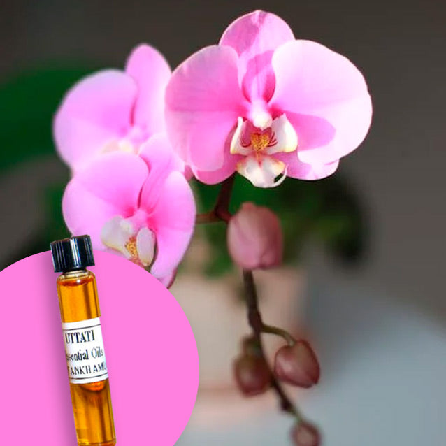 Orchid Flower Abs