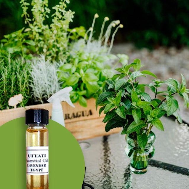 Oregano