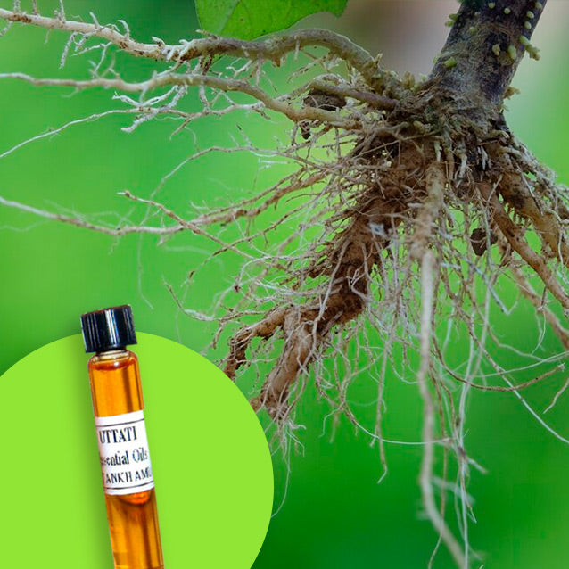 Osha Root (Ligusticum)