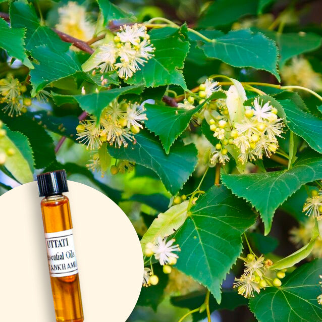 Osmanthus Abs