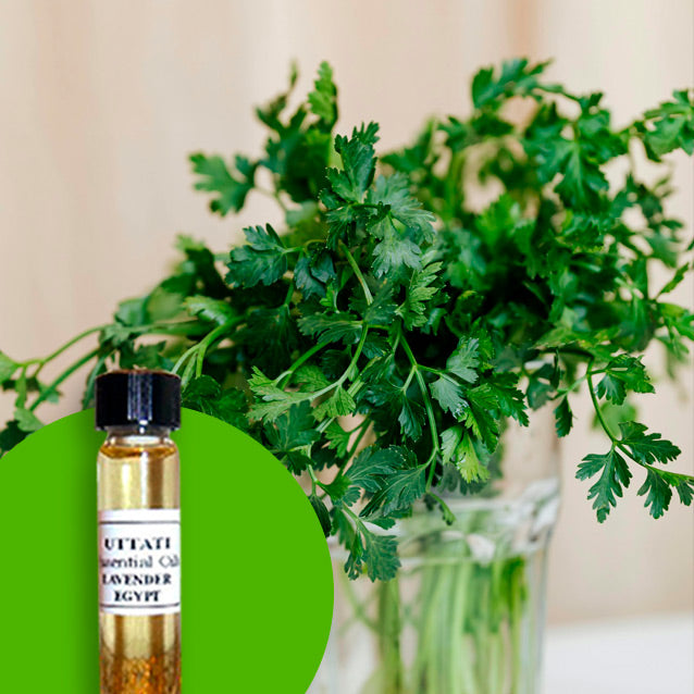 Parsley Herb