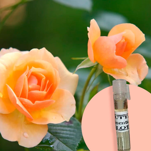 Rose Alba
