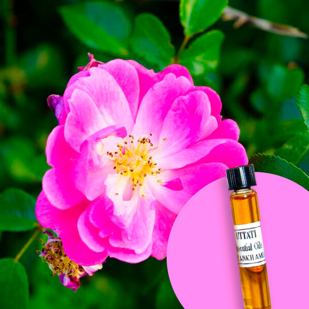 Rose Gallica