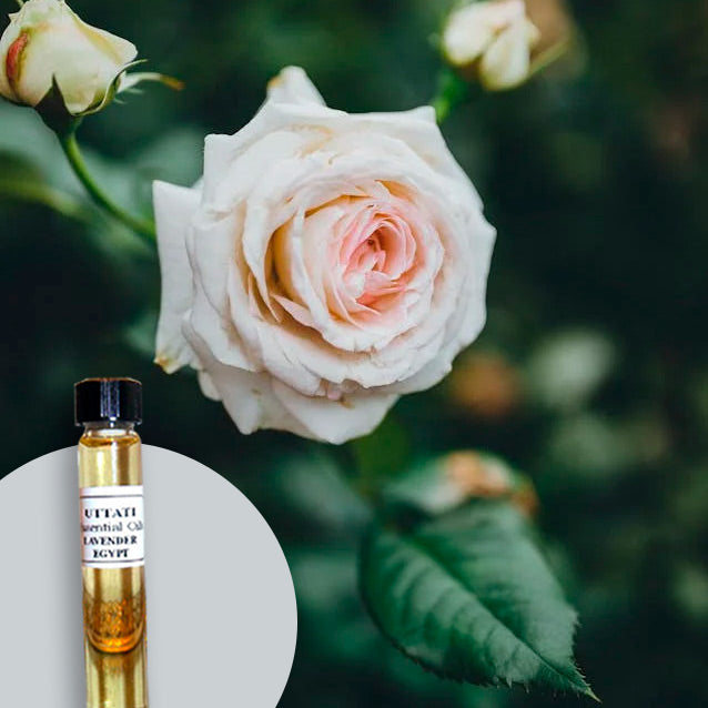 Rose White