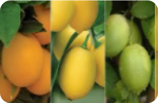 Citrus Grove