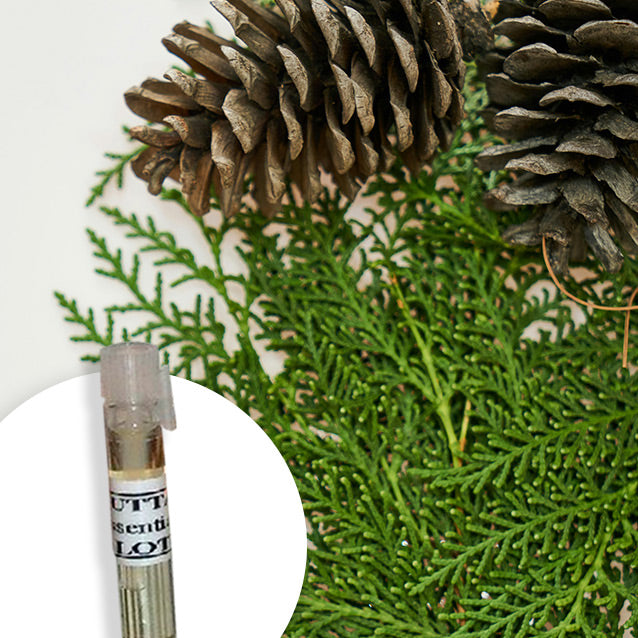 Spruce