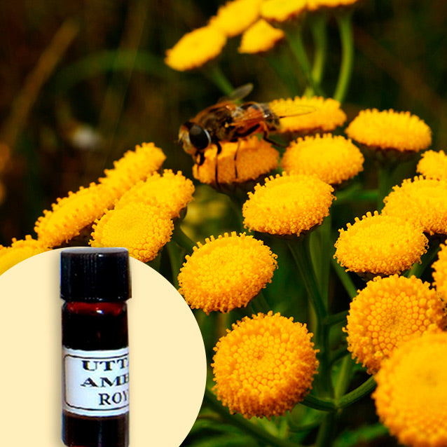 Tansy