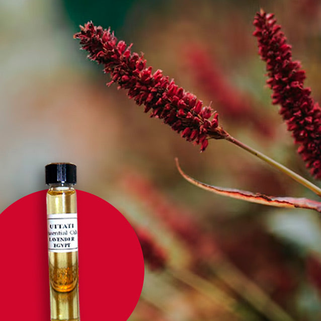Thyme Red