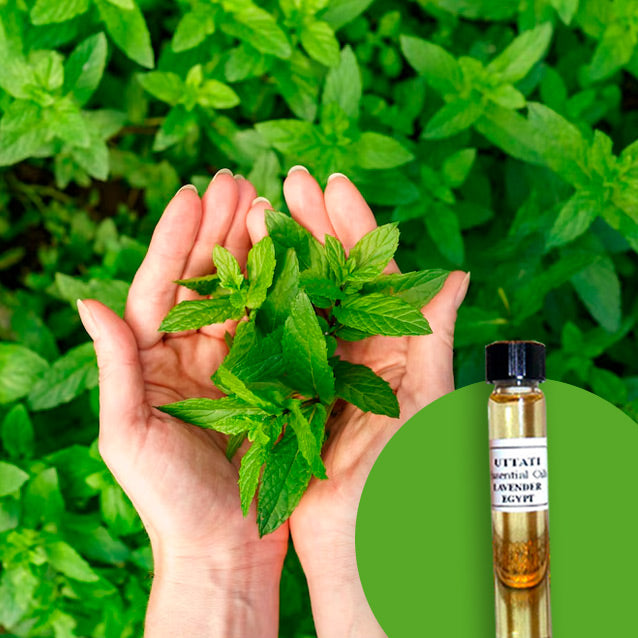 Tulsi
